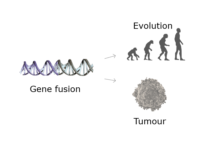 gene fusions