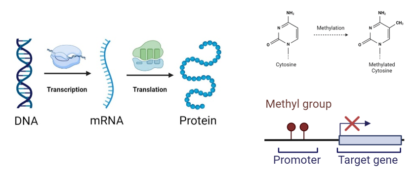 Methylation_1