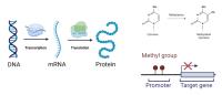 Decoding Gene Expression using DNA Sequence and Exploiting Post-Translational Modifications